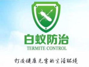 全方位蟲害防治指南 從老鼠、蟑螂到白蟻，打造無蟲宜居空間